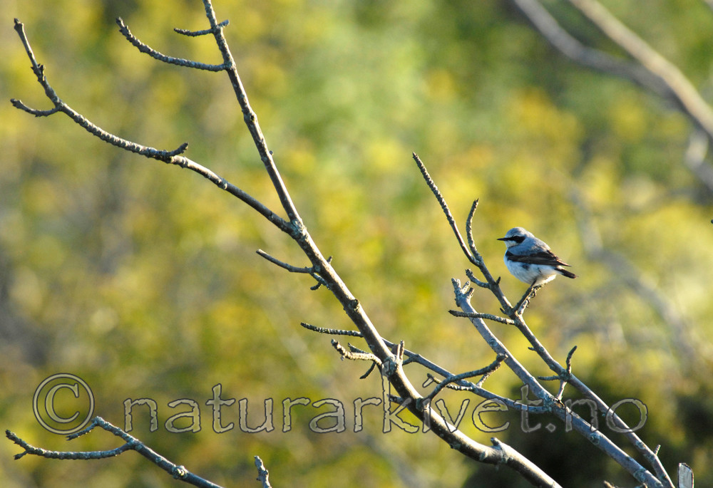 _SRE7083 / Oenanthe oenanthe / Steinskvett