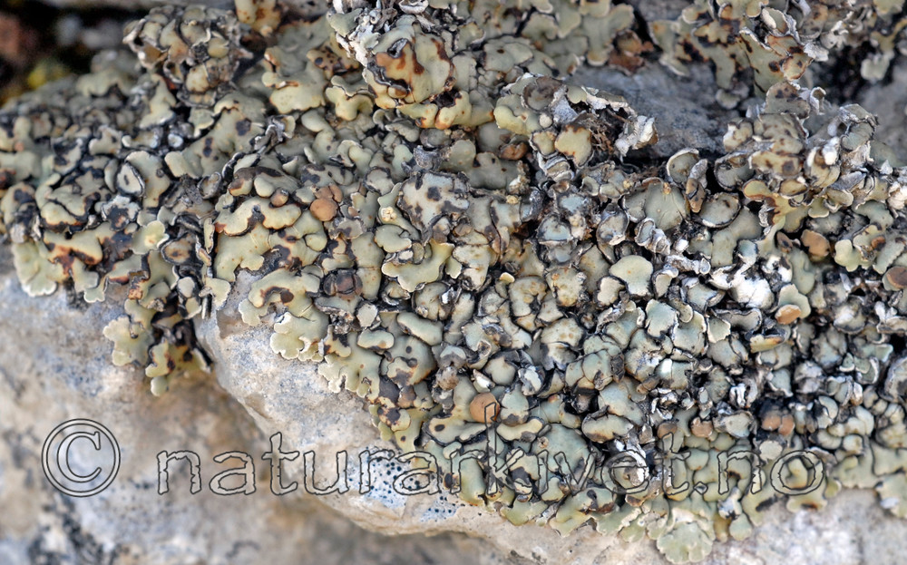 _SRE7175 / Squamarina cartilaginea