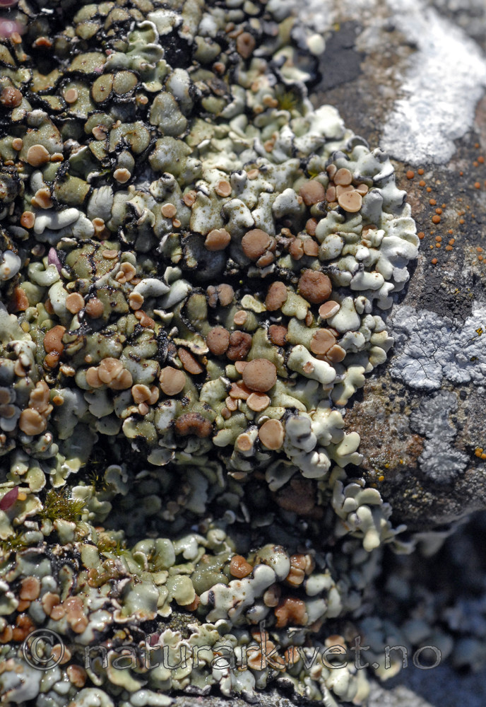 _SRE7178 / Squamarina cartilaginea