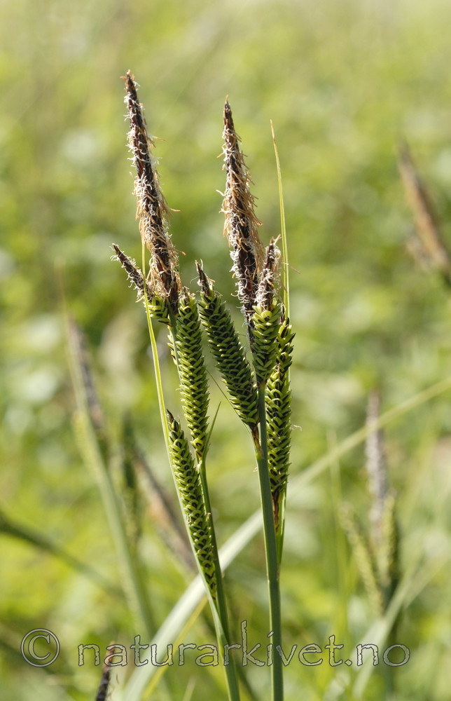_SRE7219 / Carex elata / Bunkestarr
