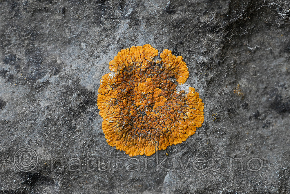 _SRE7412 / Variospora flavescens