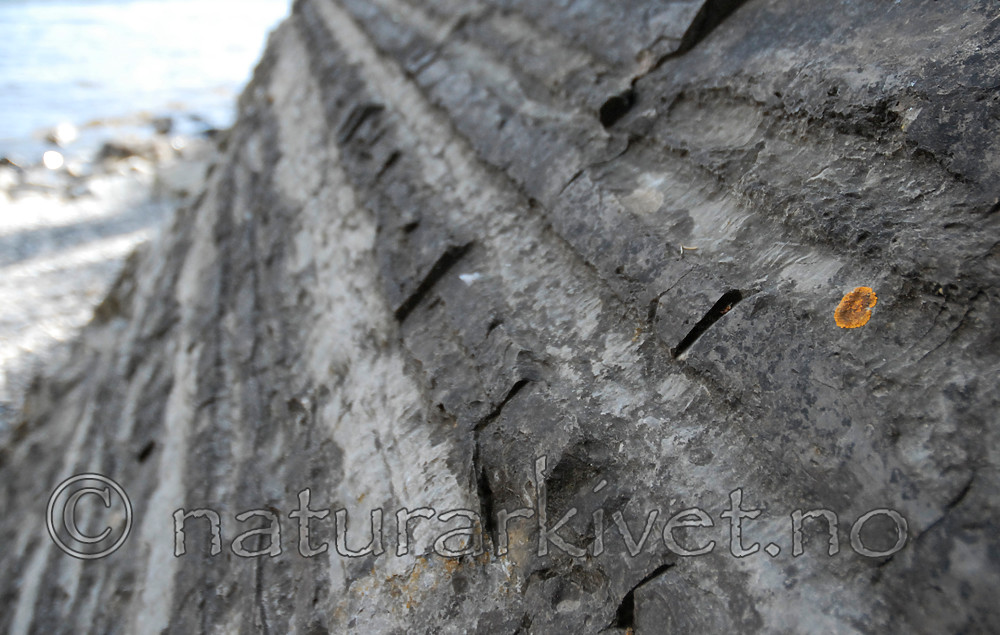 _SRE7415 / Variospora flavescens