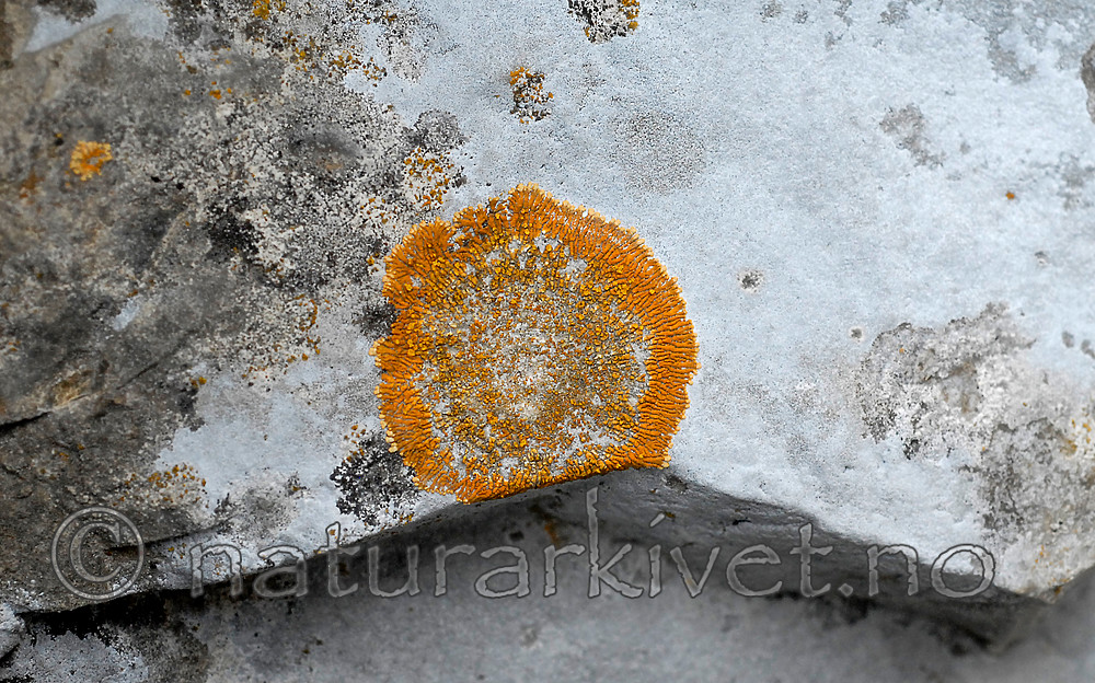 _SRE7477 / Leproplaca cirrochroa