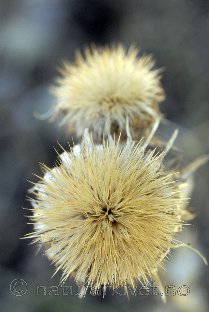_SRE7495 / Carlina vulgaris / Stjernetistel