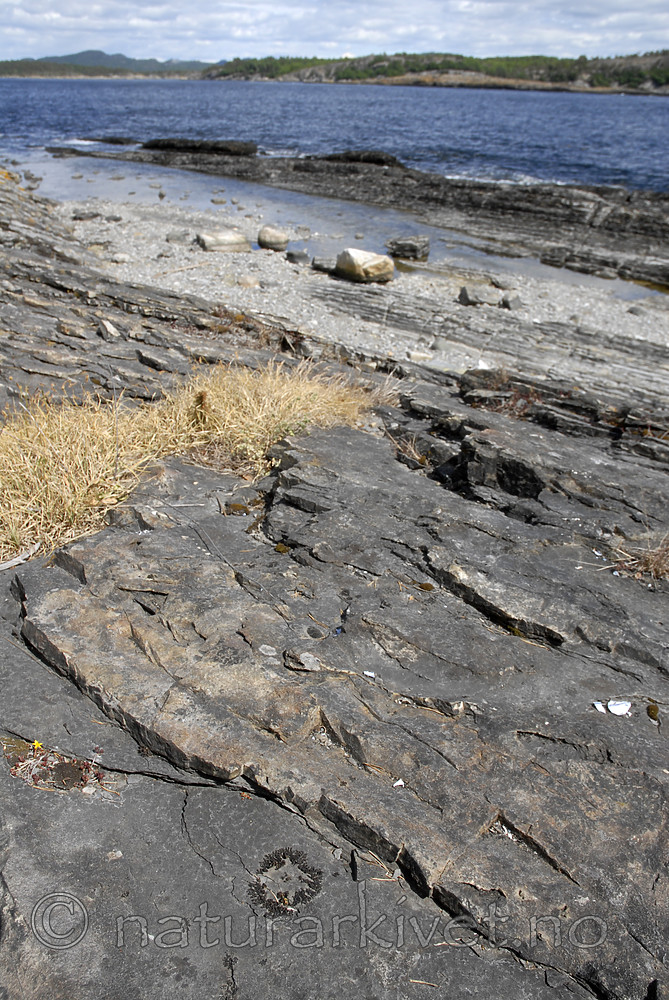 _SRE7540 / Callome multipartita / Vifteglye