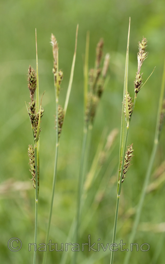 _SRE7657 / Carex hartmanii / Hartmansstarr