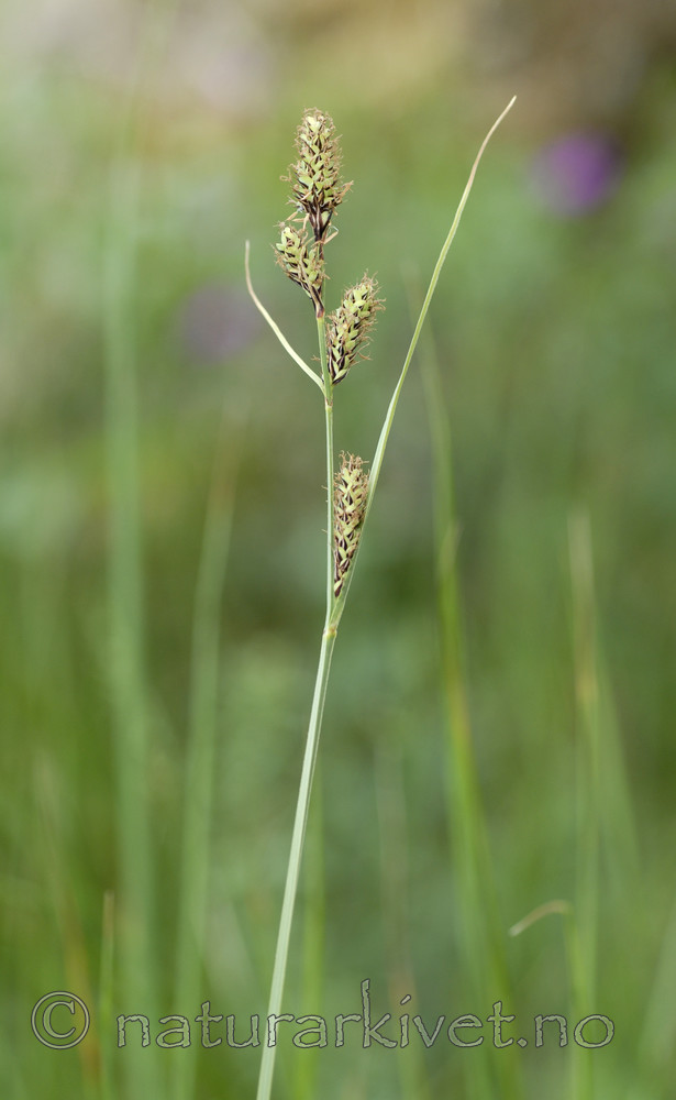 _SRE7664 / Carex hartmanii / Hartmansstarr