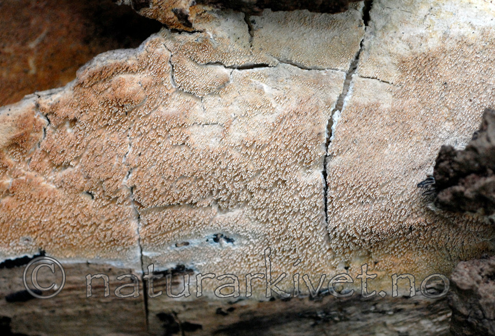 _SRE7692 / Radulodon erikssonii / Ospepigg