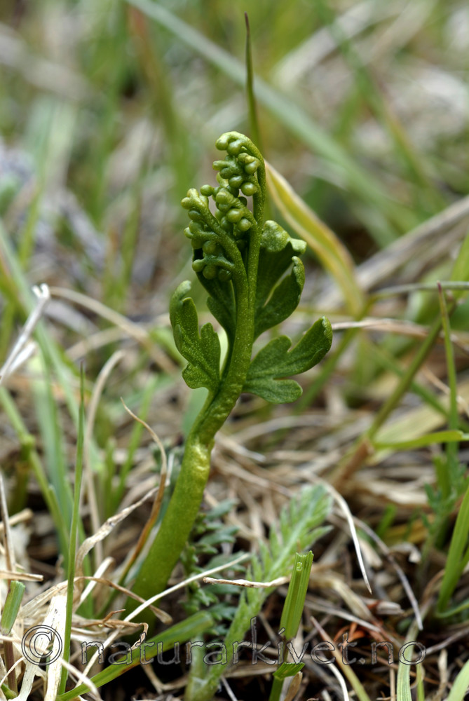 _SRE7757 / Botrychium lanceolatum / Handmarinøkkel