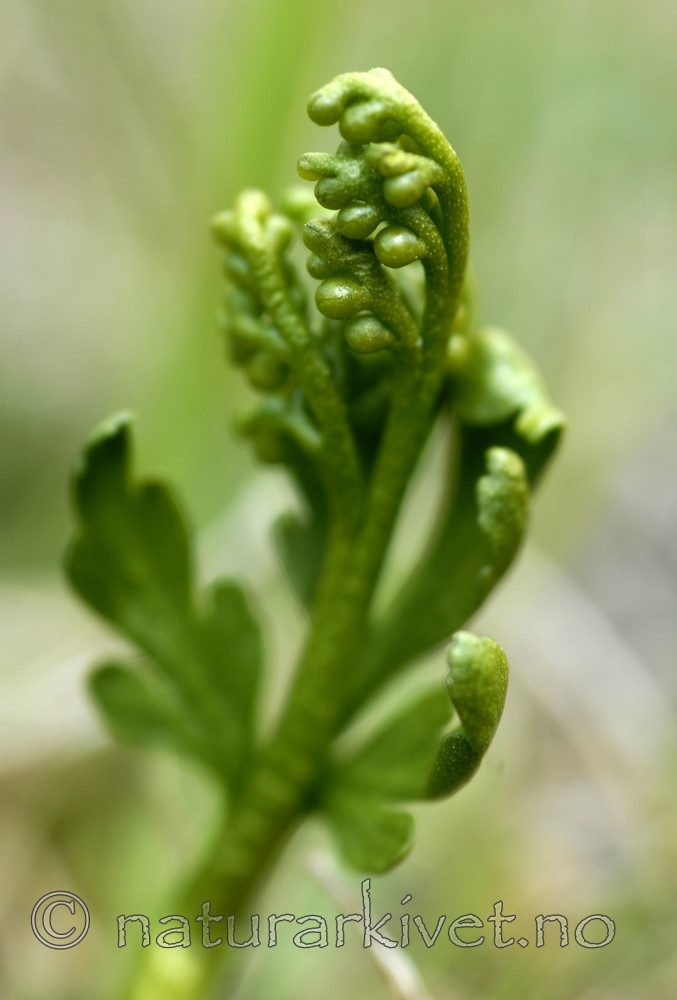 _SRE7775 / Botrychium lanceolatum / Handmarinøkkel