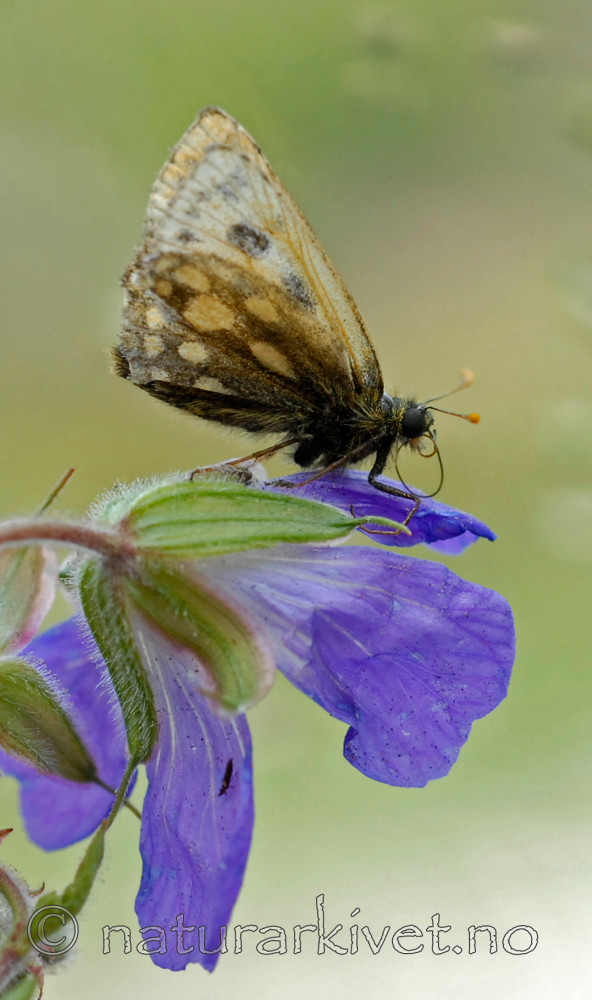 _SRE7845 / Carterocephalus silvicola / Svartflekksmyger