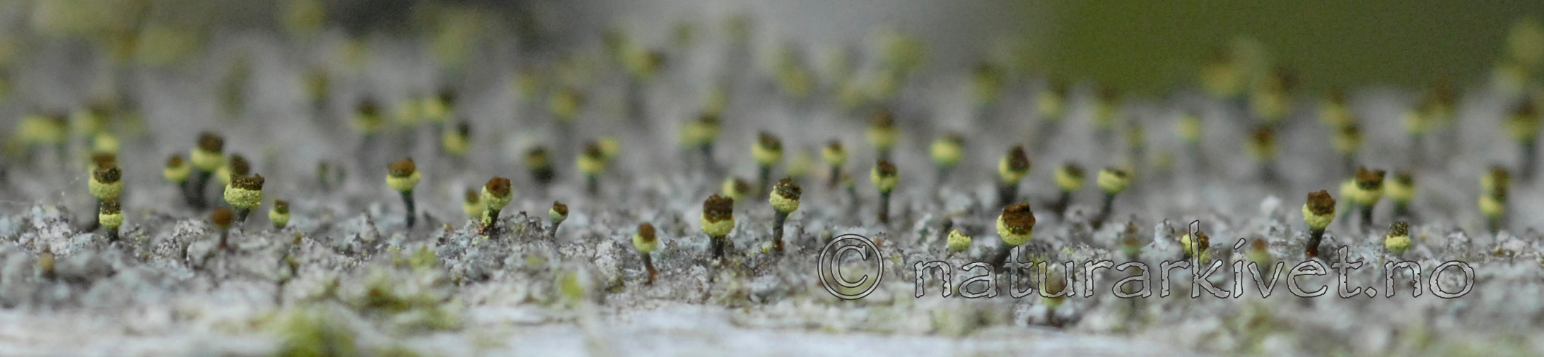 _SRE7865 / Chaenotheca phaeocephala / Stautnål