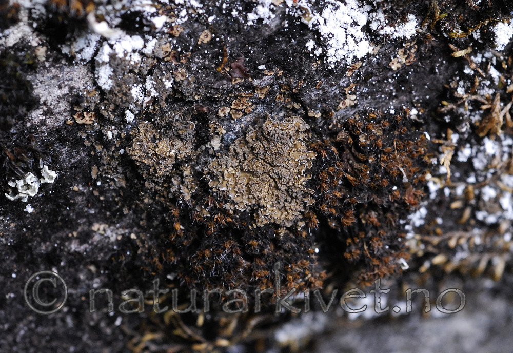 _SRE7972 / Fuscopannaria mediterranea / Olivenlav