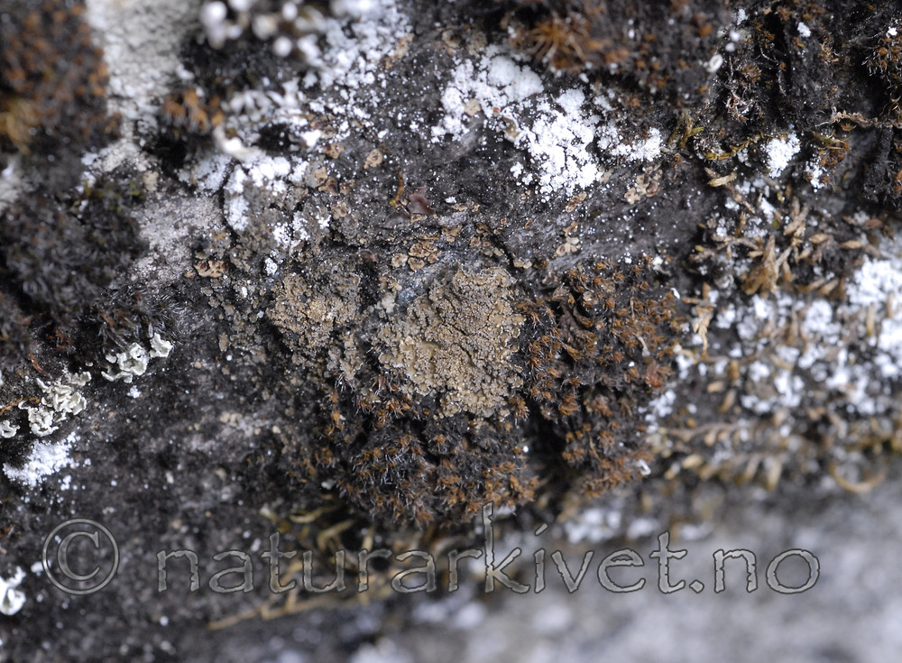 _SRE8067 / Fuscopannaria mediterranea / Olivenlav