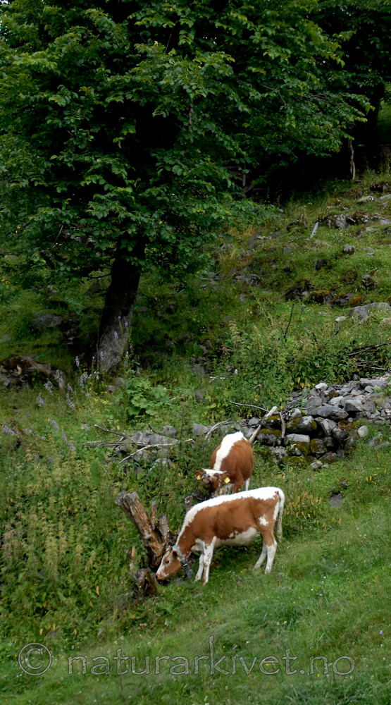 _SRE8080 / Bos taurus / Storfe <br /> Ulmus glabra / Alm