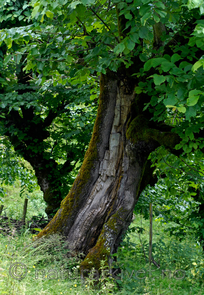 _SRE8101 / Ulmus glabra / Alm