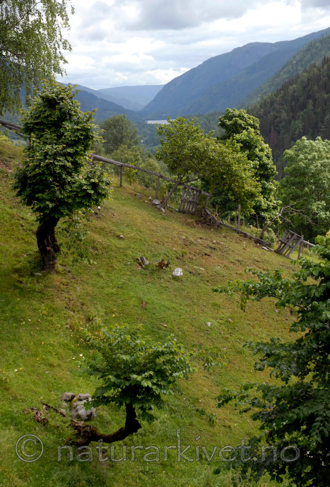 _SRE8116 / Ulmus glabra / Alm