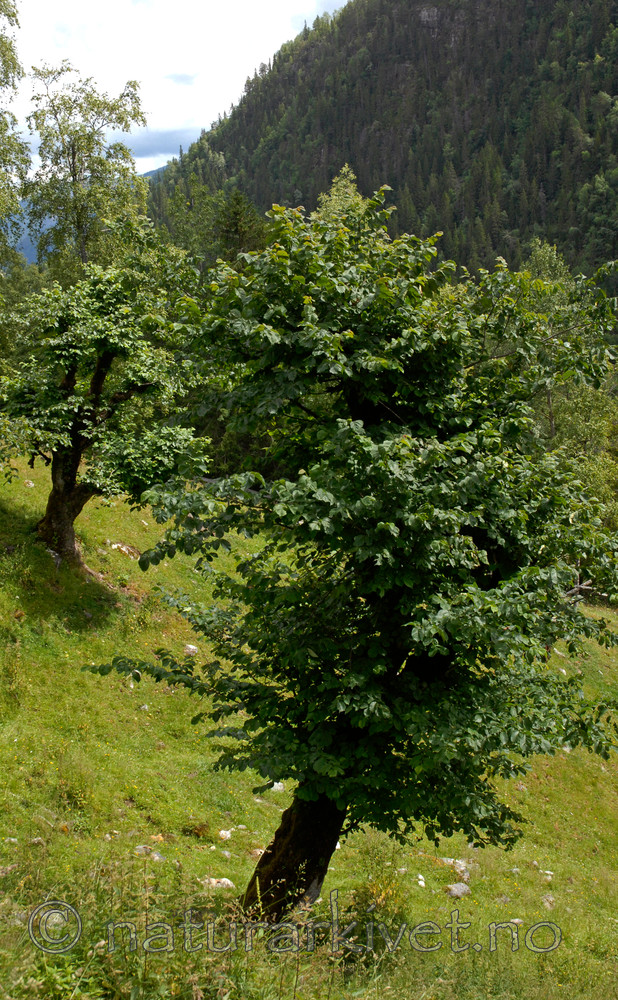 _SRE8145 / Ulmus glabra / Alm