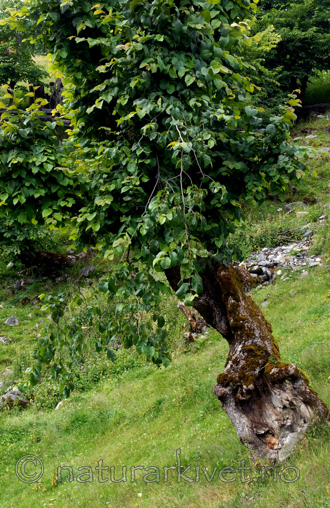 _SRE8155 / Ulmus glabra / Alm