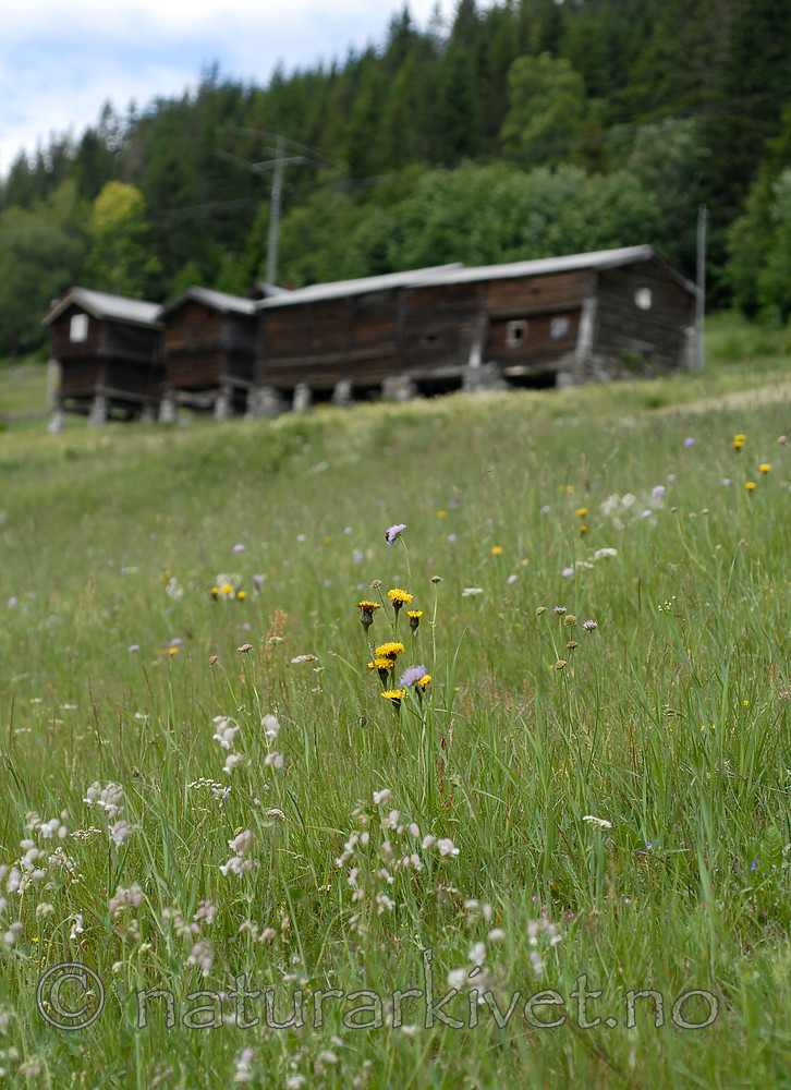 _SRE8175