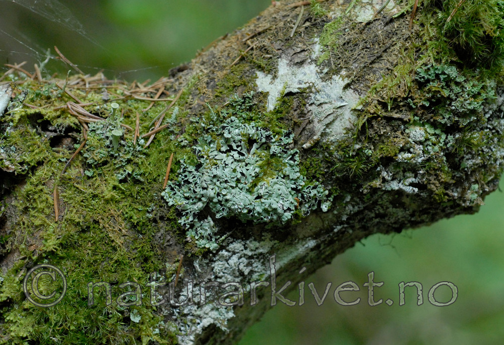 _SRE8269 / Menegazzia terebrata / Skoddelav