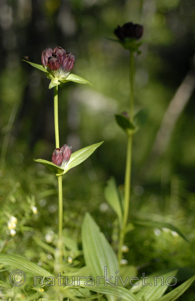 _SRE8510 / Gentiana purpurea / Søterot