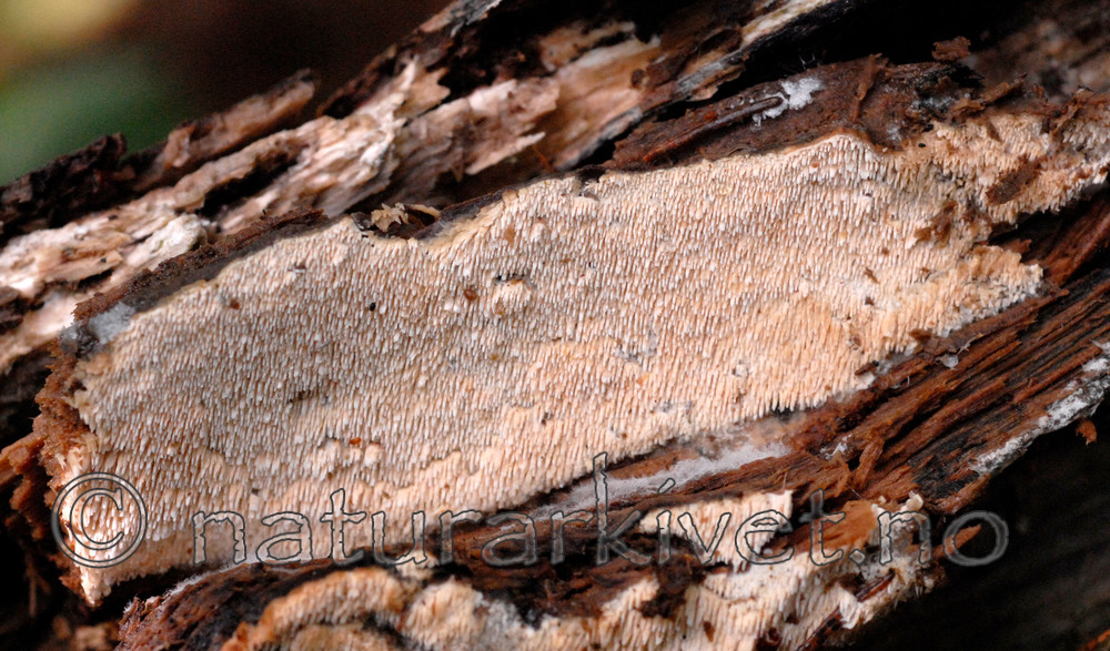 _SRE8547 / Sistotrema raduloides / Kronepiggskinn