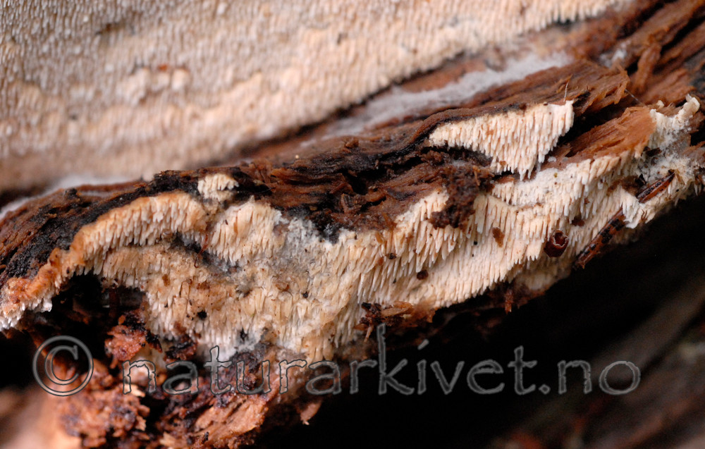 _SRE8548 / Sistotrema raduloides / Kronepiggskinn