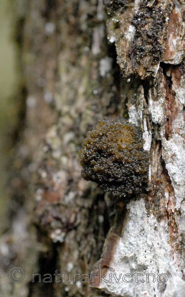 _SRE8554 / Arctomia fascicularis / Puteglye