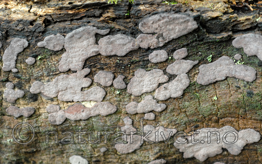 _SRE8556 / Hypoxylon fuscopurpureum