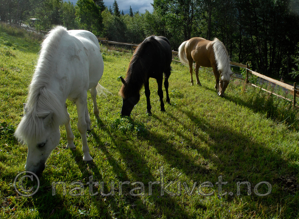 _SRE8569 / Equus caballus / Hest
