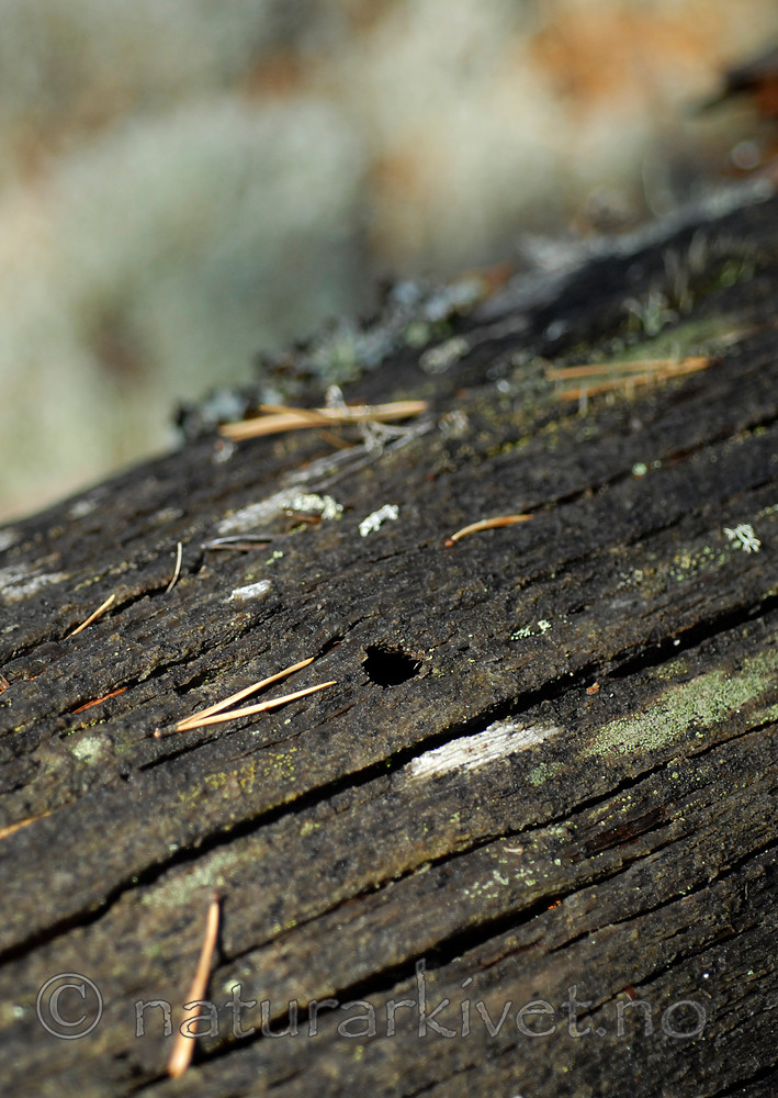 _SRE8914 / Tragosoma depsarium