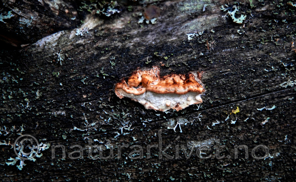 _SRE8996 / Postia lateritia / Laterittkjuke