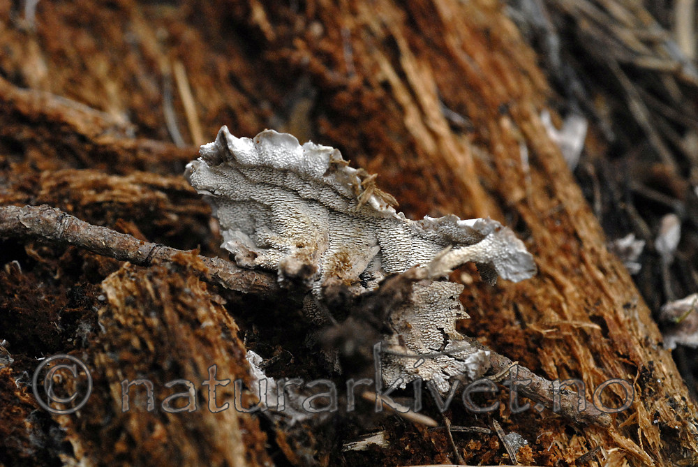 _SRE9032 / Phellodon secretus / Huldresølvpigg