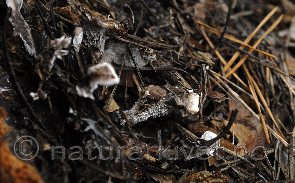 _SRE9037 / Phellodon secretus / Huldresølvpigg