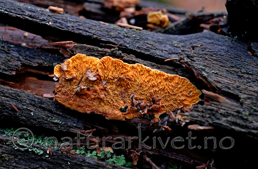 _SRE9059 / Pseudomerulius aureus / Flammenettskinn