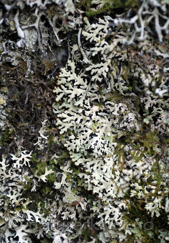 _SRE9111 / Menegazzia terebrata / Skoddelav