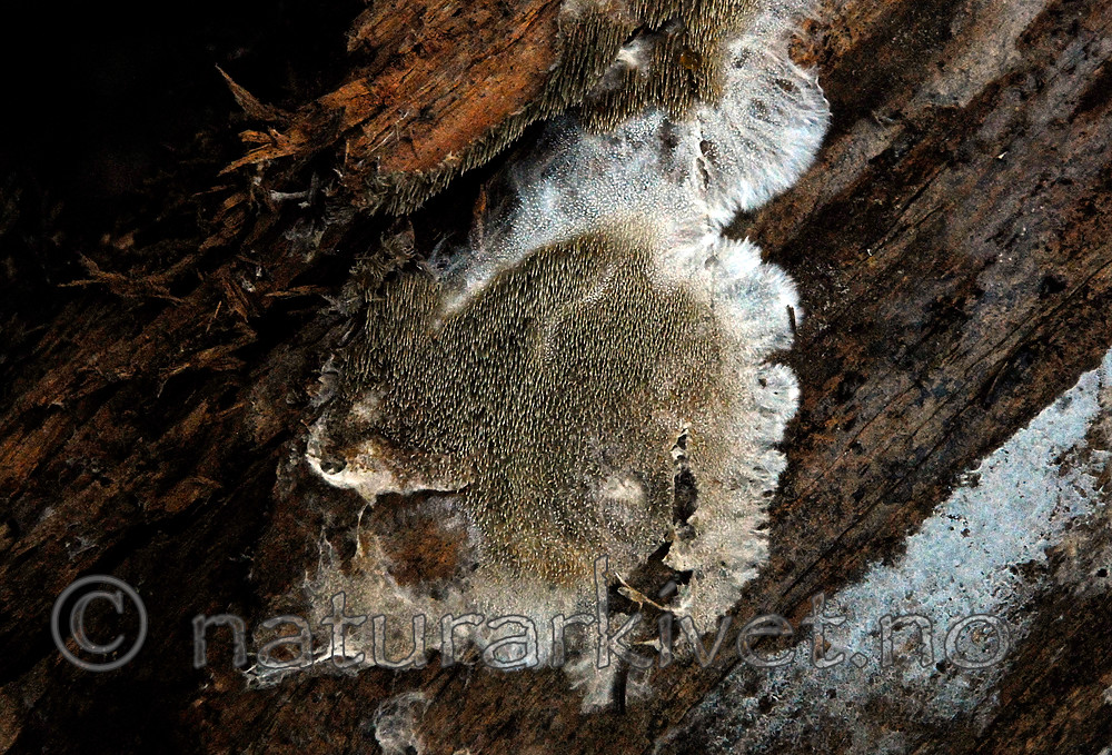 _SRE9162 / Kavinia alboviridis / Grønnlig narrepiggsopp