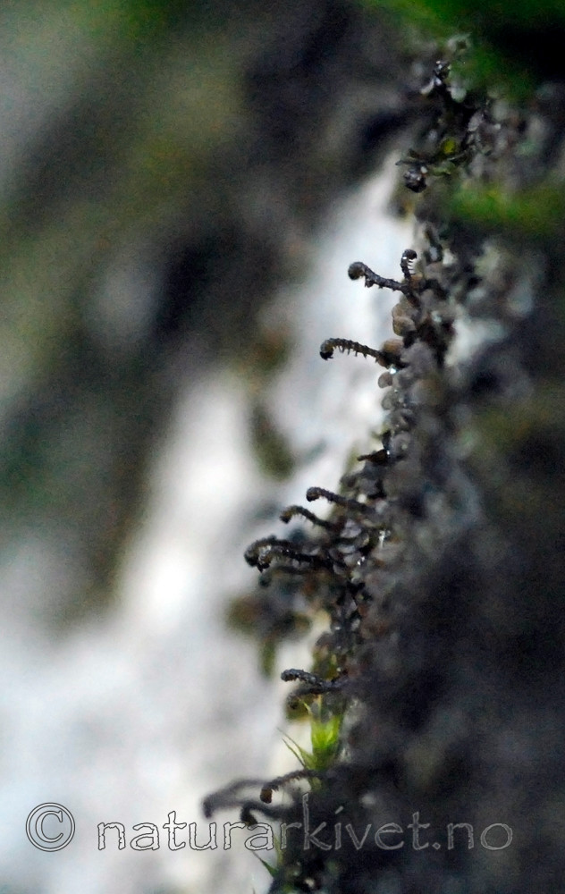 _SRE9305 / Frullania bolanderi / Pelsblæremose