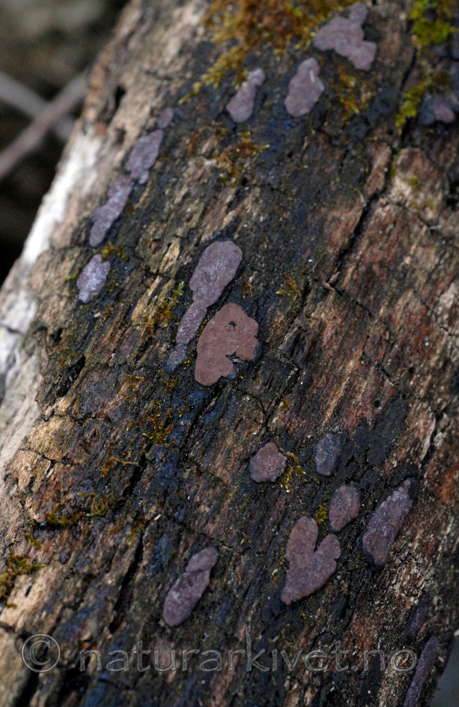 _SRE9514 / Hypoxylon vogesiacum / Almekullsopp