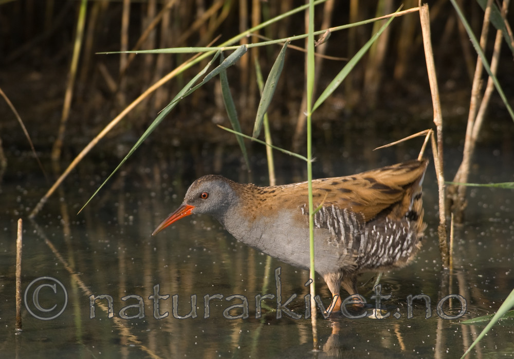 bb 06 0005 / Rallus aquaticus / Vannrikse