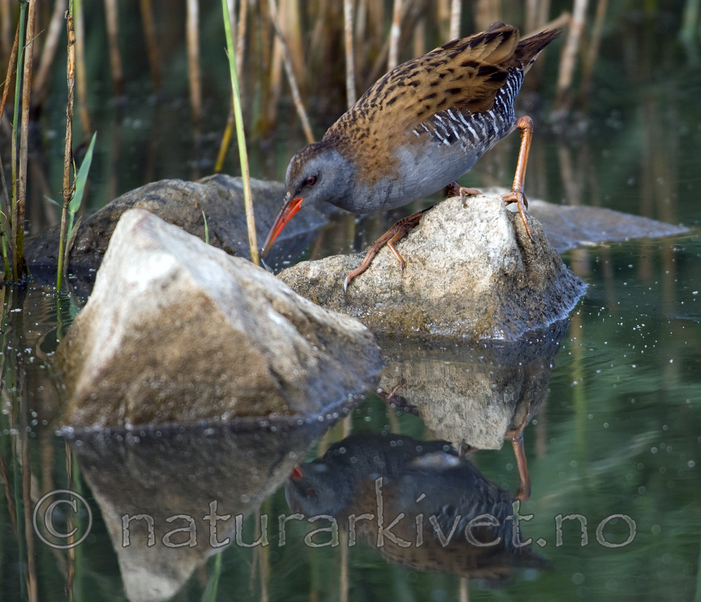 bb 06 0008 / Rallus aquaticus / Vannrikse