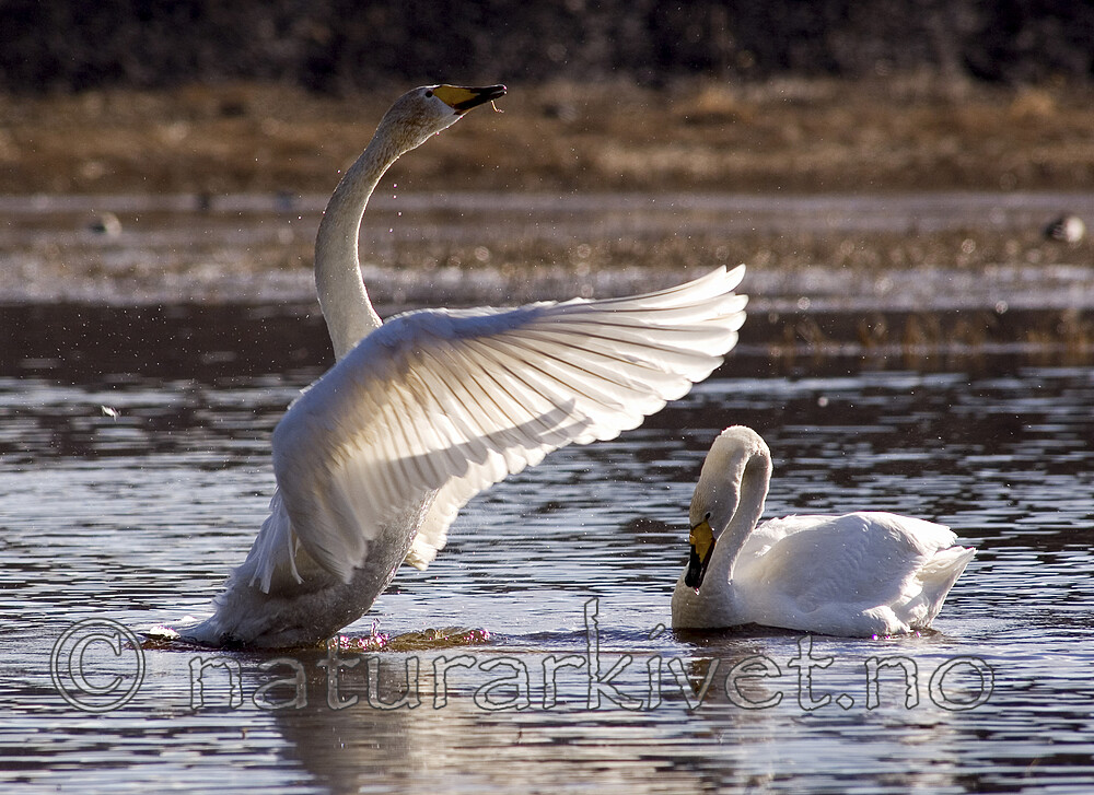 bb 06 0013 / Cygnus cygnus / Sangsvane