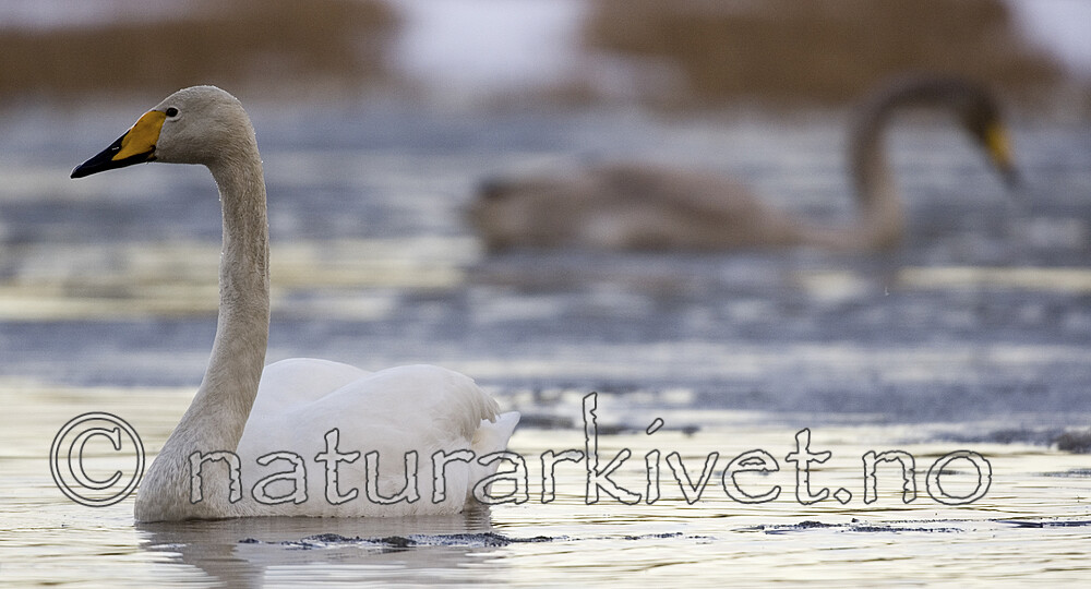 bb 06 0018 / Cygnus cygnus / Sangsvane