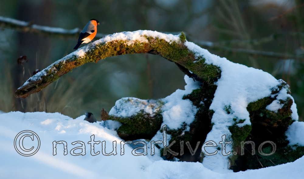 bb 06 0028 / Pyrrhula pyrrhula / Dompap