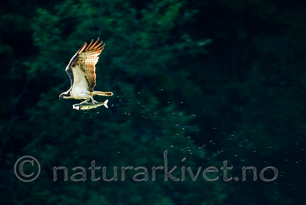 bb 06 0029 / Pandion haliaetus / Fiskeørn