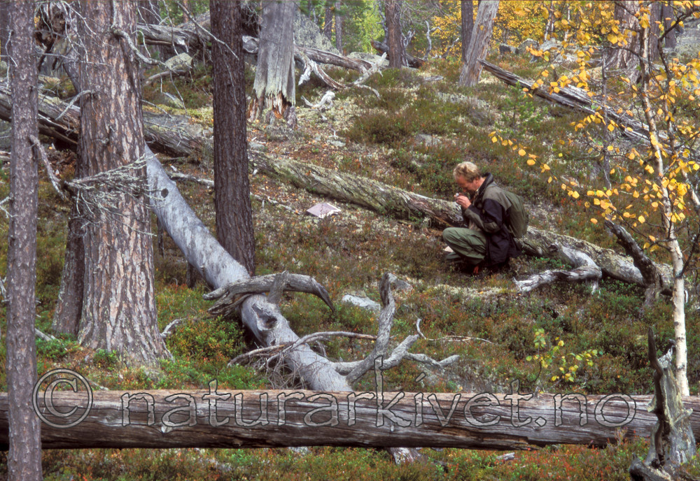 bb005 / Pinus sylvestris / Furu