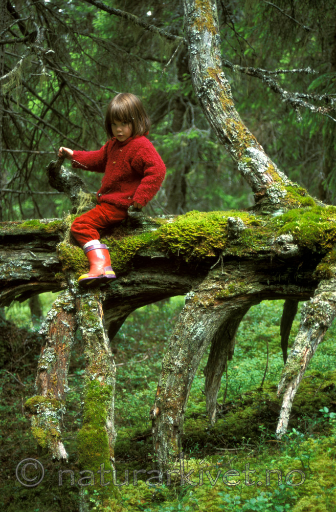 bb009 / Pinus sylvestris / Furu