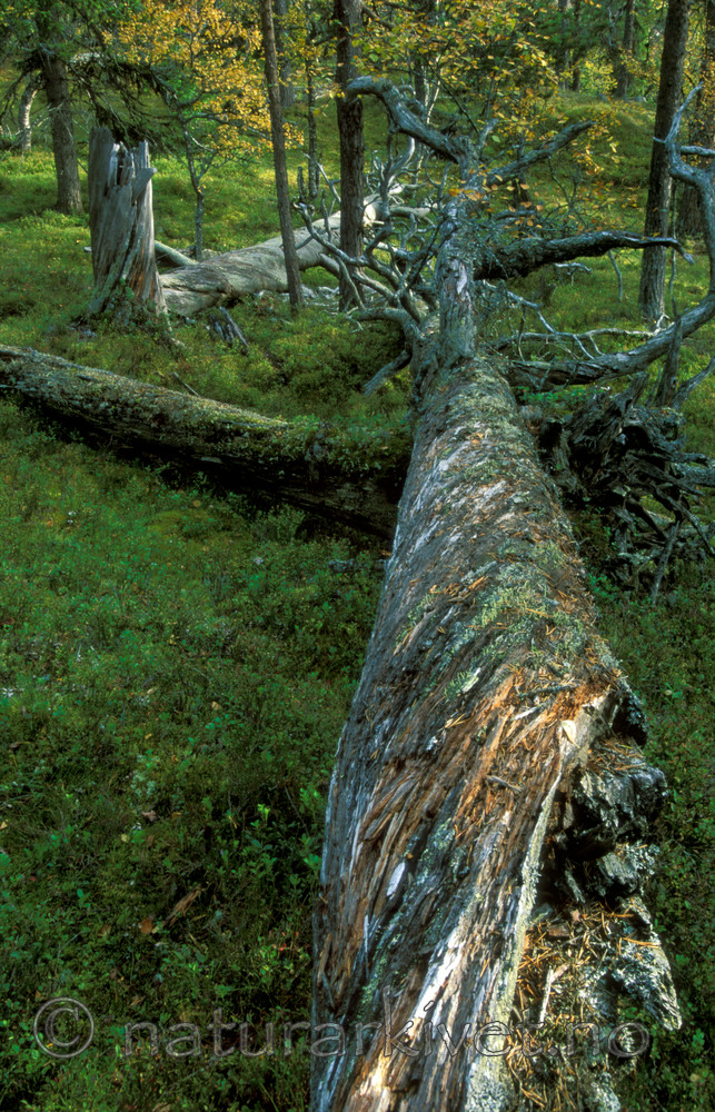 bb011 / Pinus sylvestris / Furu