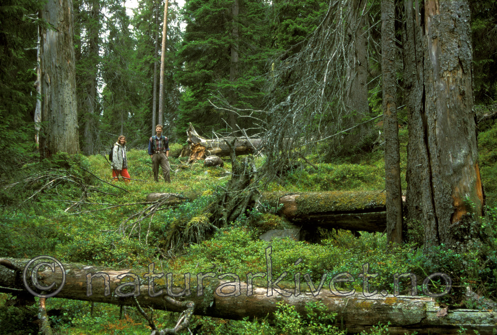 bb014 / Picea abies / Gran